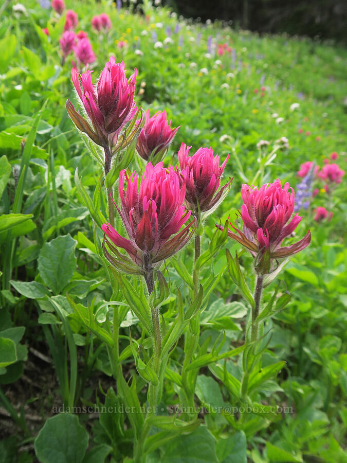 magenta paintbrush (Castilleja parviflora var. oreopola) [Berkeley Park, Mt. Rainier National Park, Washington]