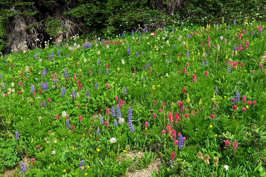 wildflowers [Berkeley Park, Mt. Rainier National Park, Pierce County, Washington]