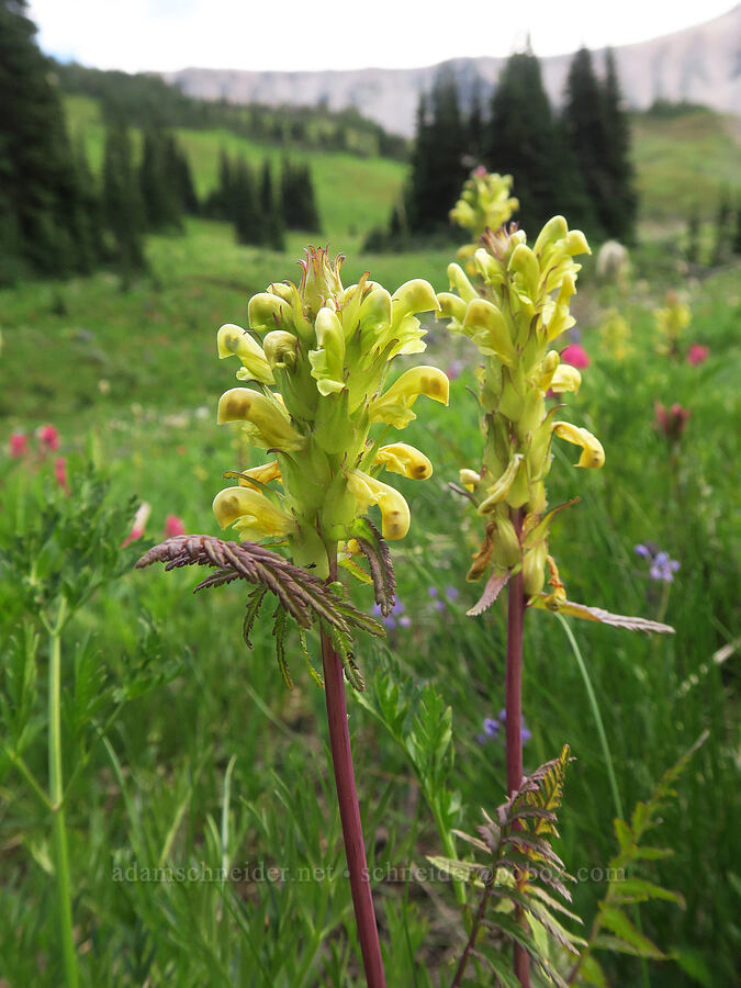 Mount Rainier lousewort (Pedicularis rainierensis) [Berkeley Park, Mt. Rainier National Park, Pierce County, Washington]