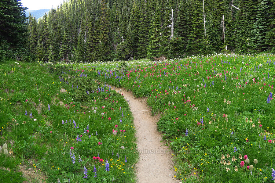 wildflowers [Berkeley Park, Mt. Rainier National Park, Washington]