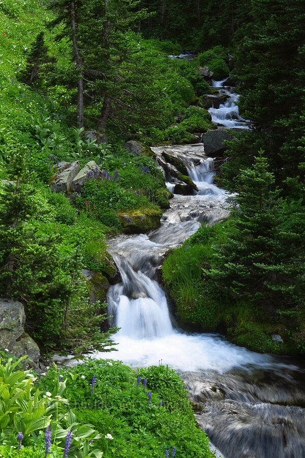 Lodi Creek [Berkeley Park, Mt. Rainier National Park, Pierce County, Washington]
