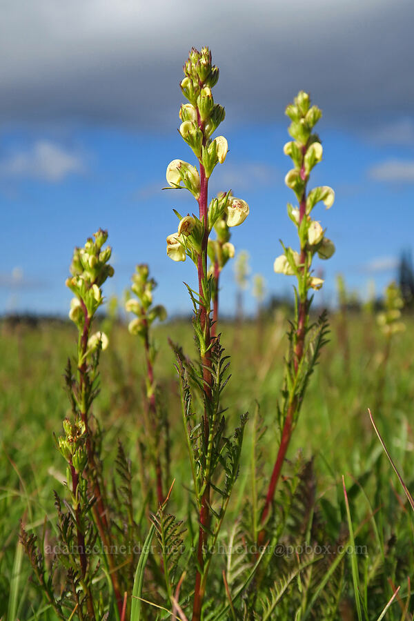 coiled-beak lousewort (Pedicularis contorta) [Grand Park, Mt. Rainier National Park, Pierce County, Washington]