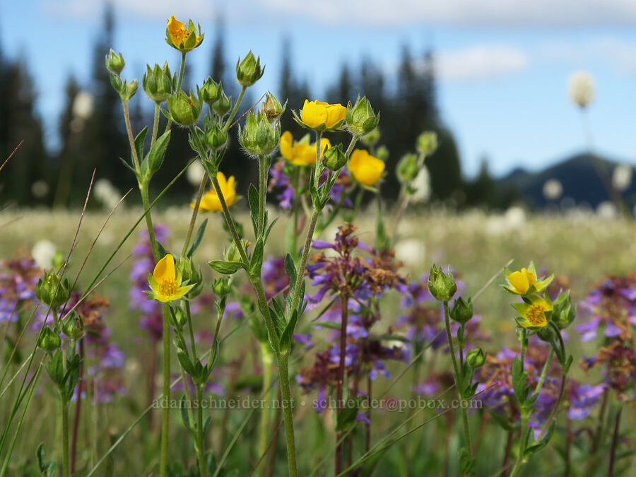 cinquefoil & small-flowered penstemon (Potentilla sp., Penstemon procerus) [Grand Park, Mt. Rainier National Park, Pierce County, Washington]