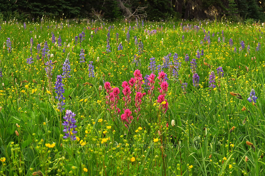 wildflowers [Grand Park, Mt. Rainier National Park, Pierce County, Washington]