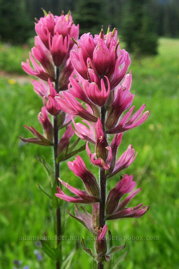 magenta paintbrush (Castilleja parviflora var. oreopola) [Grand Park, Mt. Rainier National Park, Washington]