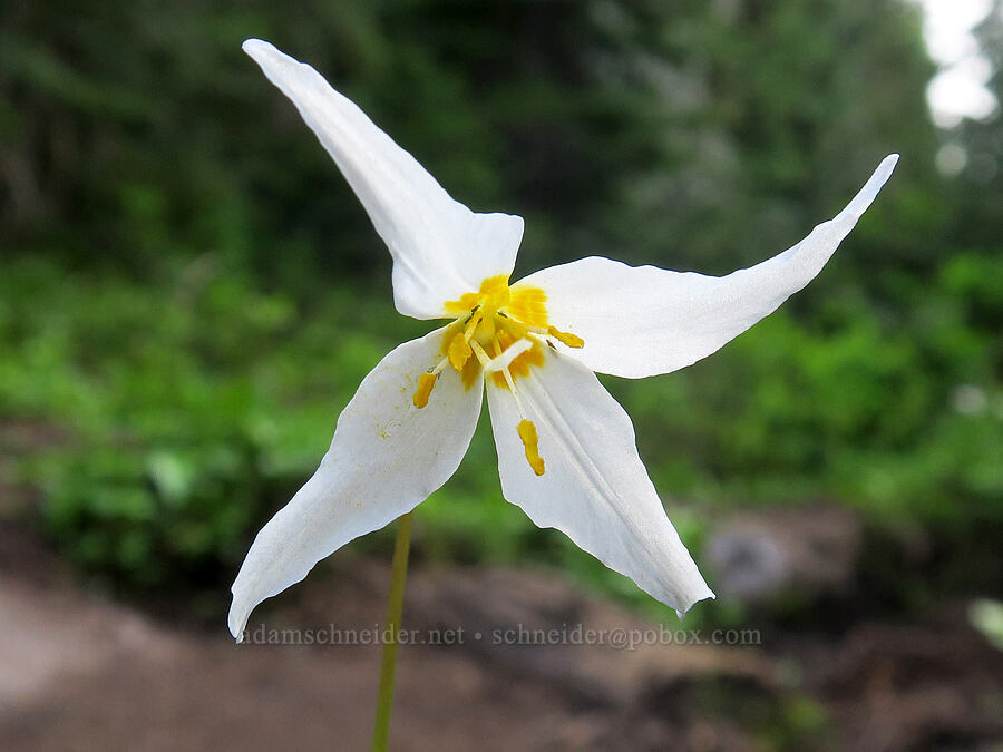 avalanche lily with 4 petals (Erythronium montanum) [Lake Eleanor Trail, Mt. Rainier National Park, Washington]