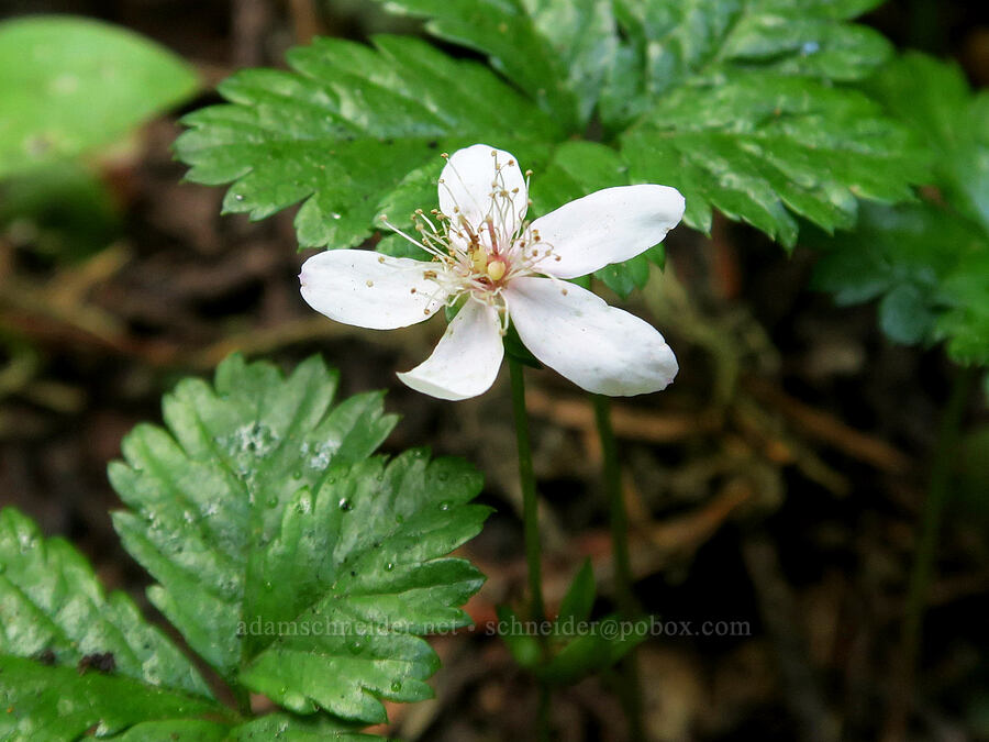 five-leaf bramble (Rubus pedatus) [Lake Eleanor Trail, Mt. Rainier National Park, Pierce County, Washington]