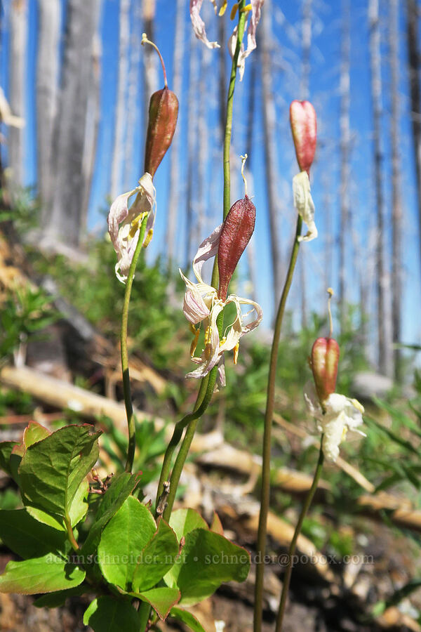 avalanche lilies, going to seed (Erythronium montanum) [Vista Ridge Trail, Mt. Hood Wilderness, Hood River County, Oregon]