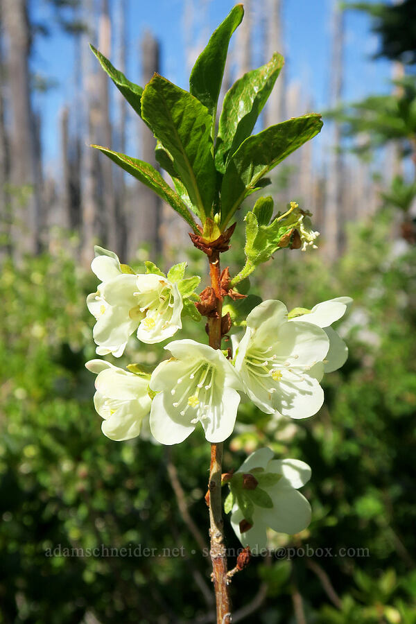 white rhododendron (Rhododendron albiflorum) [Vista Ridge Trail, Mt. Hood Wilderness, Hood River County, Oregon]