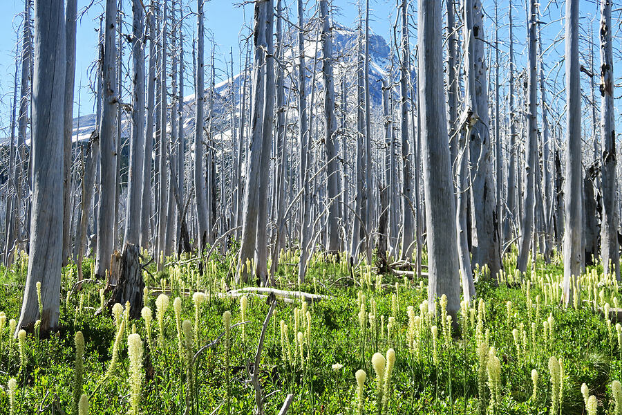beargrass, burned trees, & Mount Hood (Xerophyllum tenax) [Vista Ridge Trail, Mt. Hood Wilderness, Hood River County, Oregon]