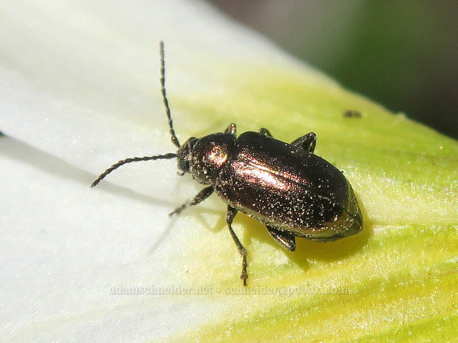 metallic beetle on an avalanche lily (Altica sp., Erythronium montanum) [Vista Ridge Trail, Mt. Hood Wilderness, Hood River County, Oregon]