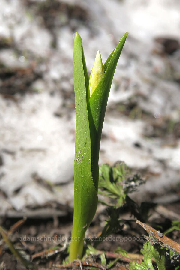 avalanche lily, budding (Erythronium montanum) [Vista Ridge Trail, Mt. Hood Wilderness, Hood River County, Oregon]