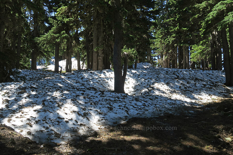snow on the trail [Vista Ridge Trail, Mt. Hood Wilderness, Hood River County, Oregon]