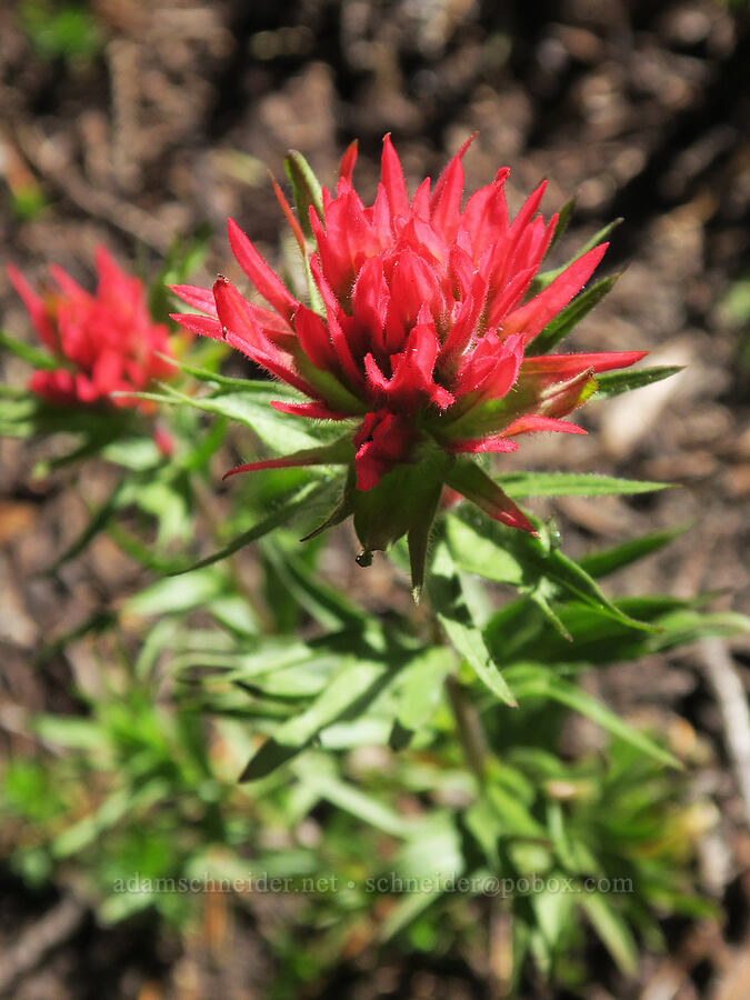 magenta paintbrush (Castilleja parviflora var. oreopola) [Vista Ridge Trail, Mt. Hood Wilderness, Hood River County, Oregon]
