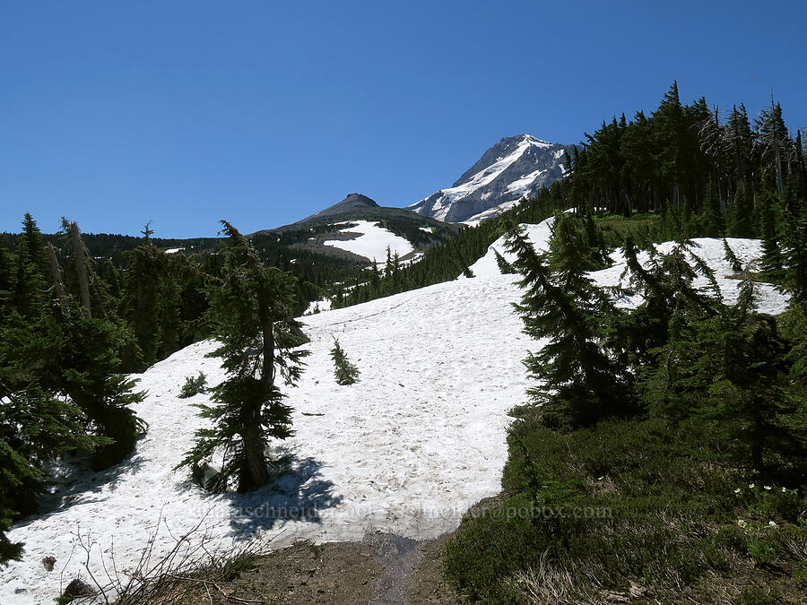 snow & Barrett Spur [Vista Ridge Trail, Mt. Hood Wilderness, Hood River County, Oregon]