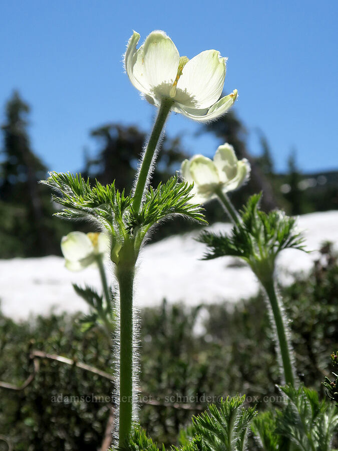 western pasqueflowers (Anemone occidentalis (Pulsatilla occidentalis)) [Vista Ridge Trail, Mt. Hood Wilderness, Hood River County, Oregon]