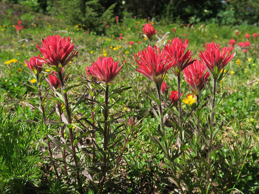 magenta paintbrush (Castilleja parviflora var. oreopola) [Vista Ridge Trail, Mt. Hood Wilderness, Hood River County, Oregon]