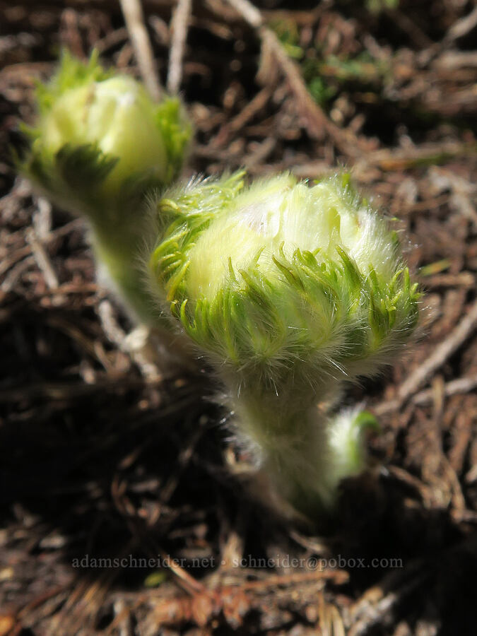 western pasqueflowers, budding (Anemone occidentalis (Pulsatilla occidentalis)) [Vista Ridge Trail, Mt. Hood Wilderness, Hood River County, Oregon]