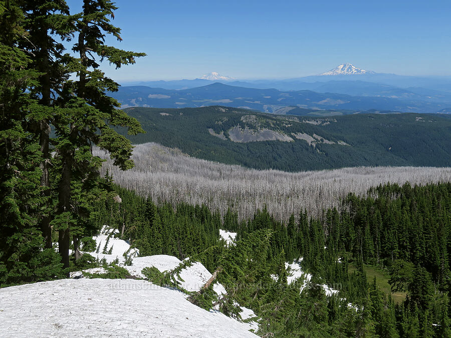 Mount Rainier & Mount Adams [Vista Ridge Trail, Mt. Hood Wilderness, Hood River County, Oregon]