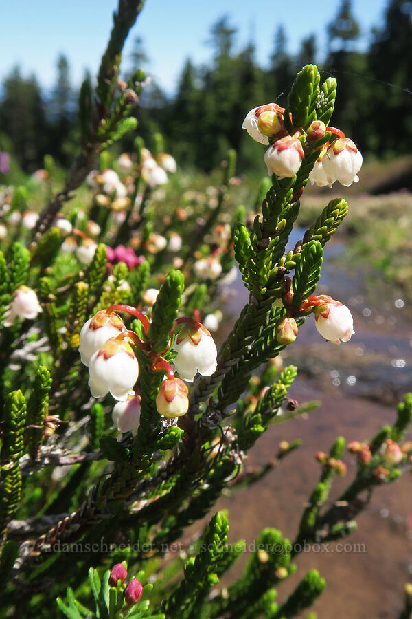 white mountain heather (Cassiope mertensiana) [Wy'east Basin, Mt. Hood Wilderness, Hood River County, Oregon]
