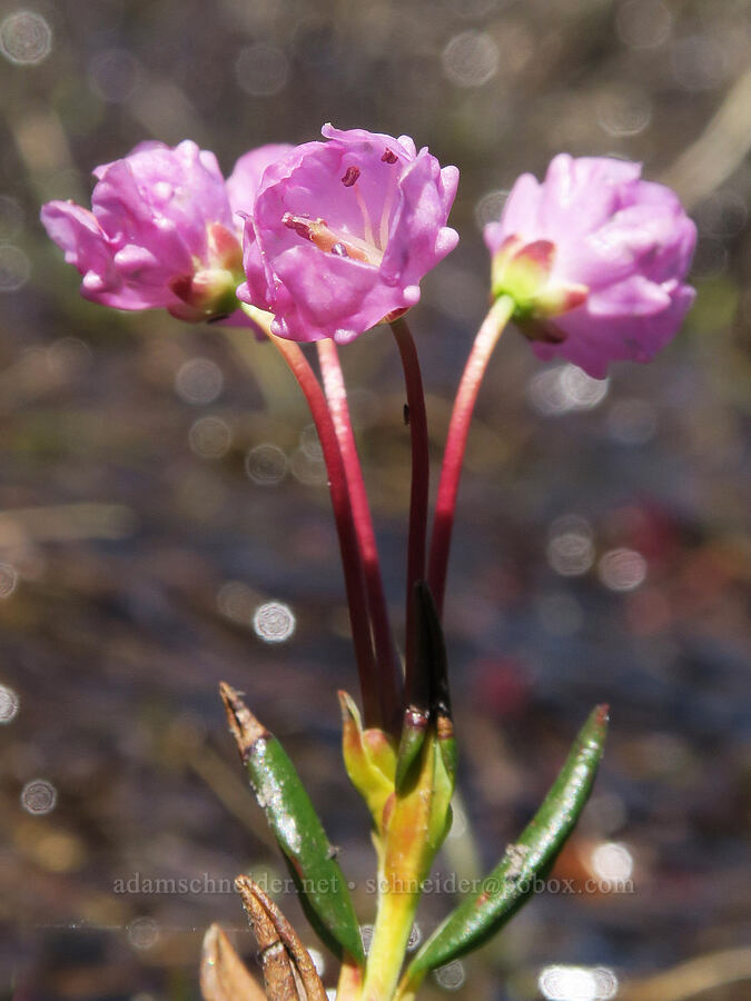 western bog laurel (Kalmia microphylla (Kalmia polifolia ssp. microphylla)) [Wy'east Basin, Mt. Hood Wilderness, Hood River County, Oregon]
