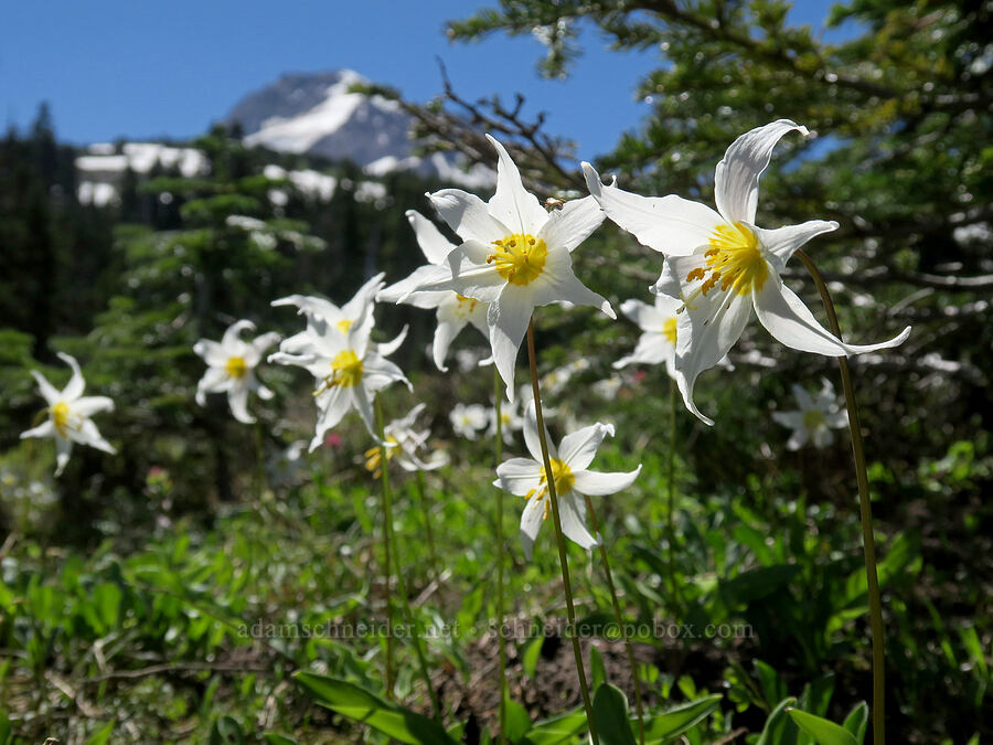 avalanche lilies (Erythronium montanum) [Wy'east Basin, Mt. Hood Wilderness, Hood River County, Oregon]