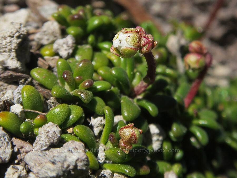 Tolmie's saxifrage, budding (Micranthes tolmiei (Saxifraga tolmiei)) [above Wy'East Basin, Mt. Hood Wilderness, Hood River County, Oregon]