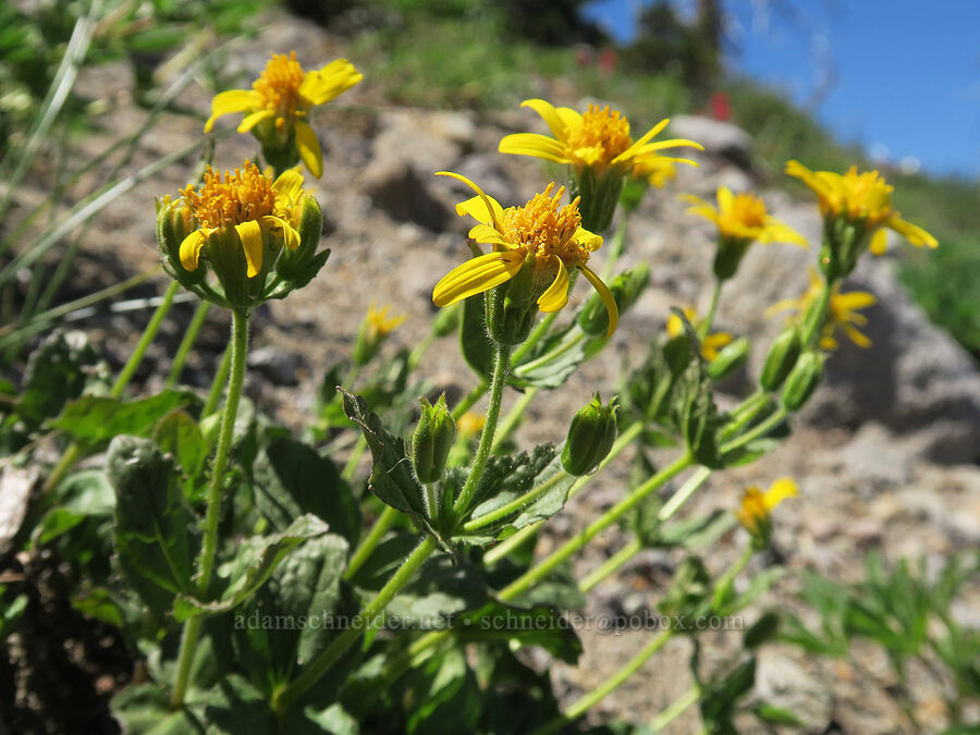 mountain arnica (Arnica latifolia) [above Wy'East Basin, Mt. Hood Wilderness, Hood River County, Oregon]