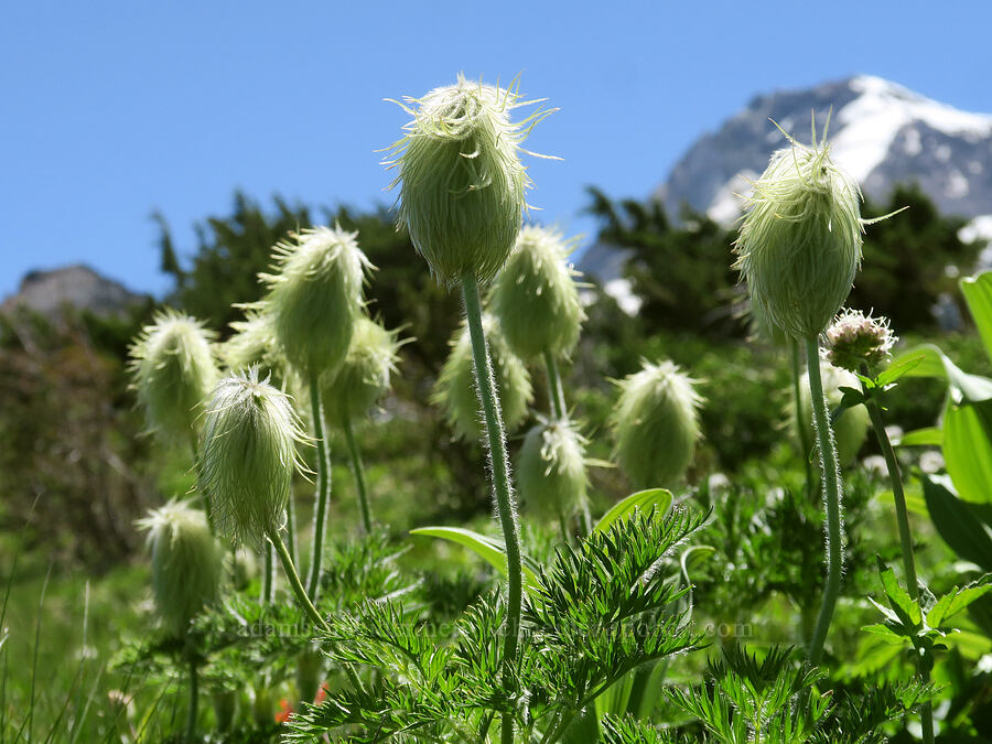 western pasqueflower seed heads (Anemone occidentalis (Pulsatilla occidentalis)) [above Wy'East Basin, Mt. Hood Wilderness, Hood River County, Oregon]