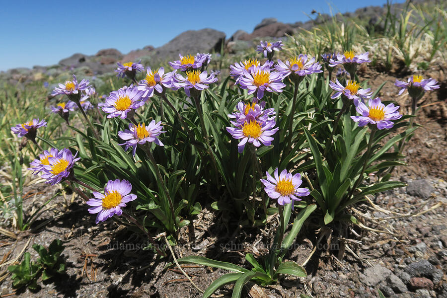 tundra asters (Oreostemma alpigenum var. alpigenum (Aster alpigenus)) [Barrett Spur, Mt. Hood Wilderness, Hood River County, Oregon]