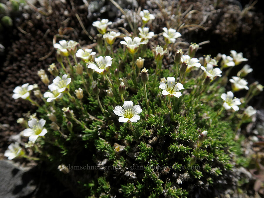 alpine sandwort (Cherleria obtusiloba (Minuartia obtusiloba)) [Barrett Spur, Mt. Hood Wilderness, Hood River County, Oregon]