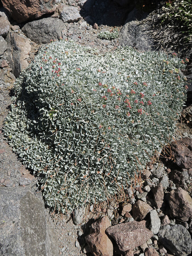 huge mat of cushion buckwheat (Eriogonum ovalifolium) [Barrett Spur, Mt. Hood Wilderness, Hood River County, Oregon]