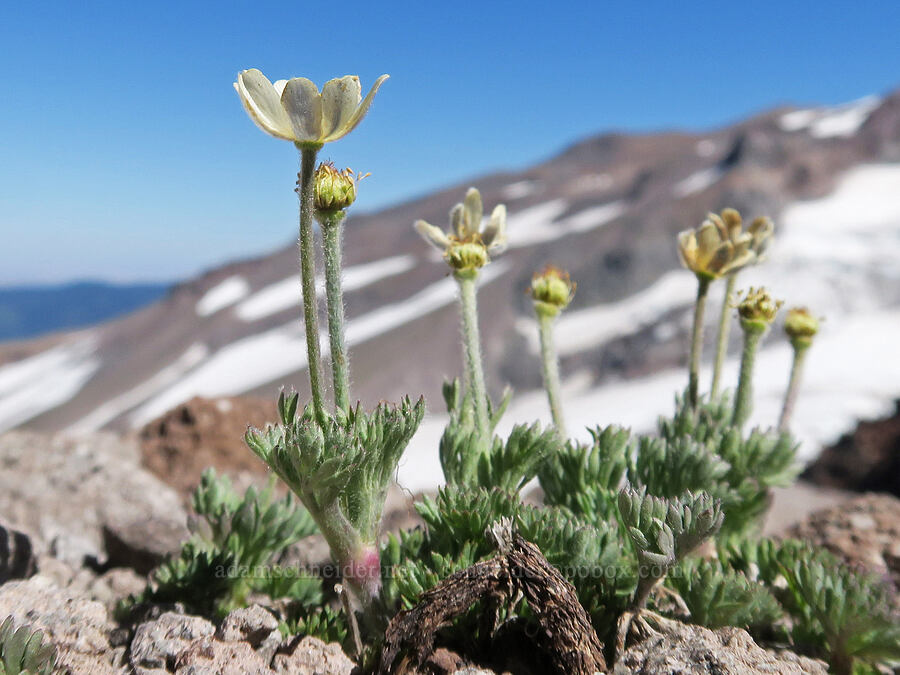 Drummond's anemones (Anemone drummondii) [Barrett Spur, Mt. Hood Wilderness, Oregon]