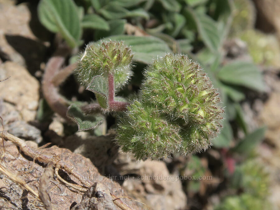 timberline phacelia (Phacelia hastata var. compacta (Phacelia frigida)) [Barrett Spur, Mt. Hood Wilderness, Hood River County, Oregon]