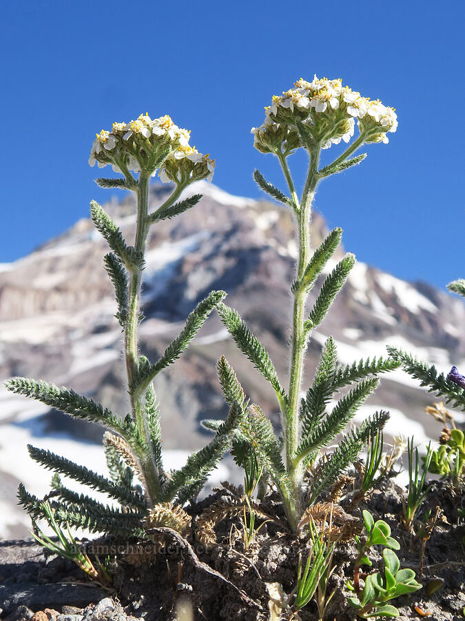 yarrow (Achillea millefolium) [above Cairn Basin, Mt. Hood Wilderness, Hood River County, Oregon]