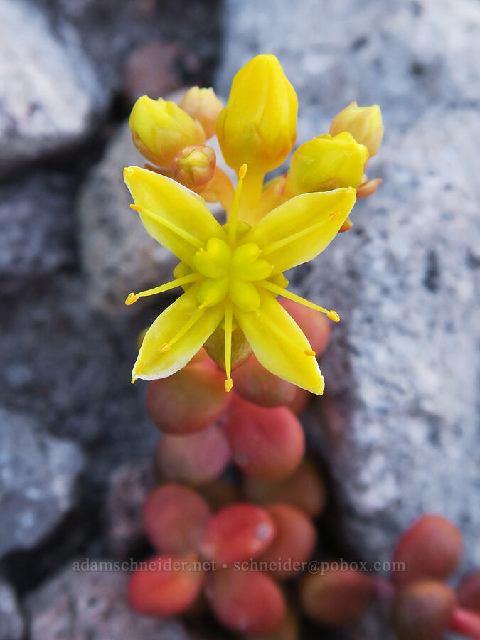 spreading stonecrop with 4 petals (Sedum divergens) [above Cairn Basin, Mt. Hood Wilderness, Hood River County, Oregon]