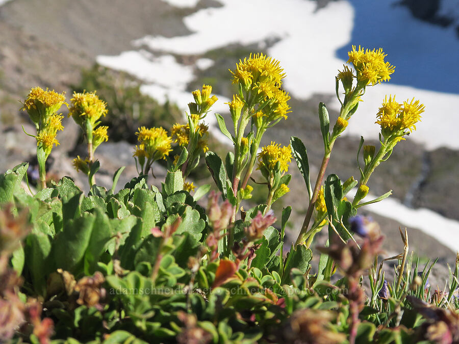 alpine goldenrod (Solidago simplex var. nana) [above Cairn Basin, Mt. Hood Wilderness, Hood River County, Oregon]