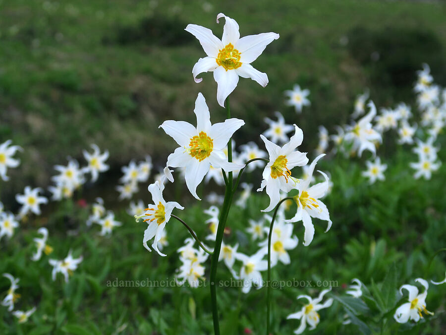 avalanche lilies (Erythronium montanum) [Eden Park, Mt. Hood Wilderness, Hood River County, Oregon]