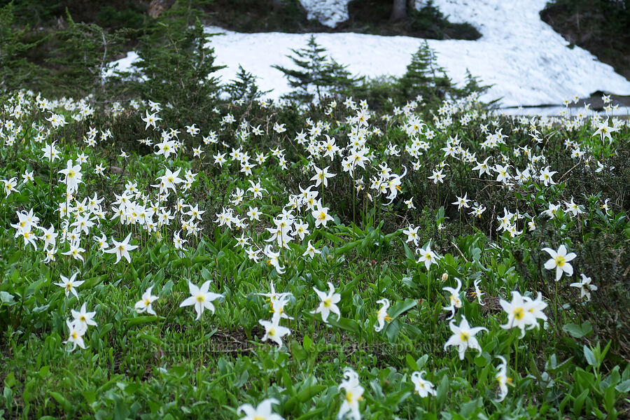 avalanche lilies & snow (Erythronium montanum) [Eden Park, Mt. Hood Wilderness, Hood River County, Oregon]