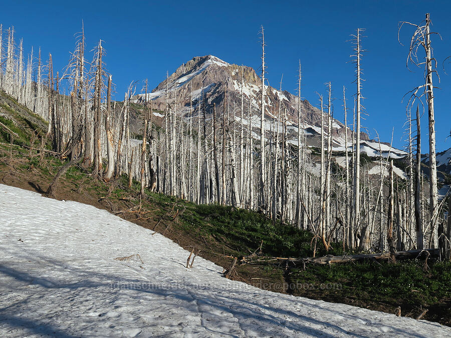 burned trees & a snowfield [Eden Park Trail, Mt. Hood Wilderness, Hood River County, Oregon]