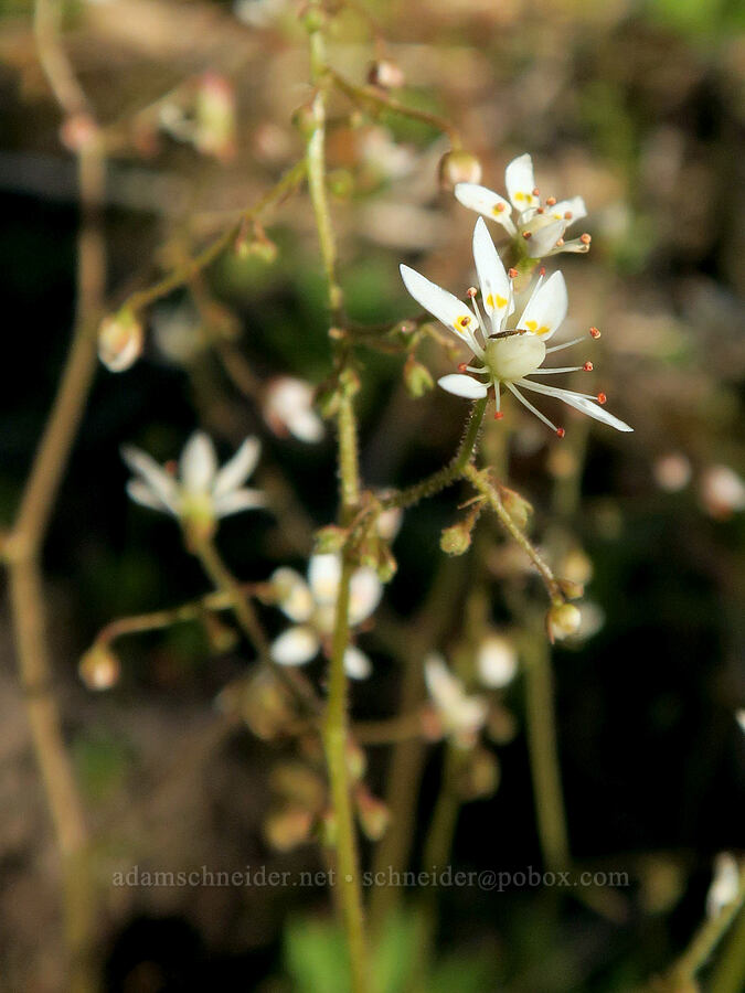 rusty saxifrage (Micranthes ferruginea (Saxifraga ferruginea)) [Eden Park Trail, Mt. Hood Wilderness, Hood River County, Oregon]