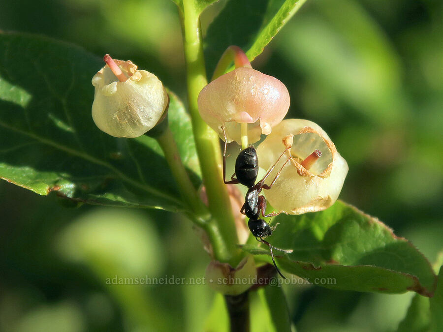 huckleberry flowers (and an ant) (Vaccinium membranaceum) [Vista Ridge Trail, Mt. Hood Wilderness, Hood River County, Oregon]