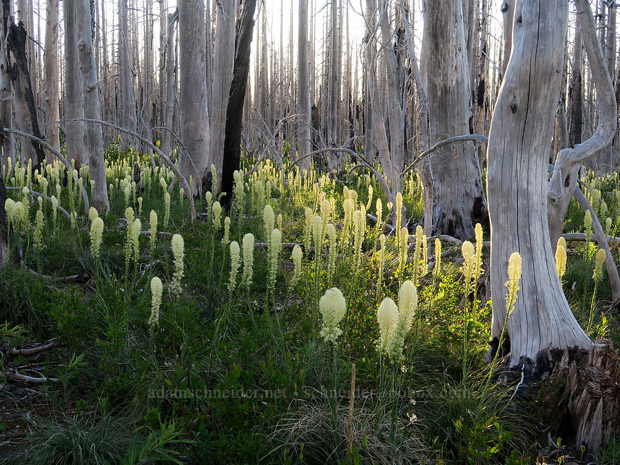 beargrass (Xerophyllum tenax) [Vista Ridge Trail, Mt. Hood Wilderness, Hood River County, Oregon]
