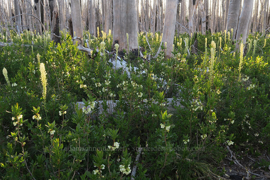 beargrass & white rhododendrons (Xerophyllum tenax, Rhododendron albiflorum) [Vista Ridge Trail, Mt. Hood Wilderness, Hood River County, Oregon]