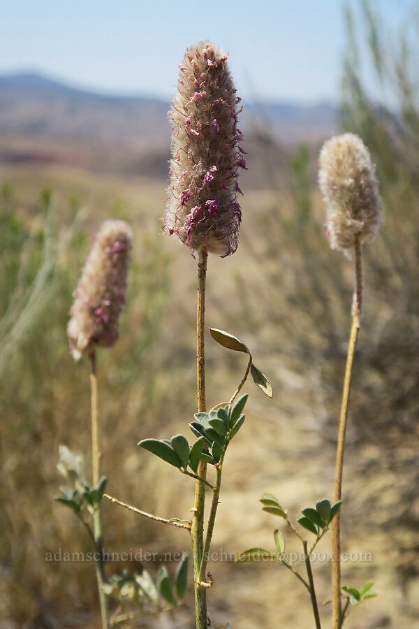 western prairie-clover, going to seed (Dalea ornata) [Painted Hills Overlook, John Day Fossil Beds National Monument, Wheeler County, Oregon]