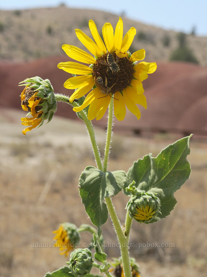 bees on a wild sunflower (Helianthus annuus) [Painted Cove Trailhead, John Day Fossil Beds National Monument, Wheeler County, Oregon]
