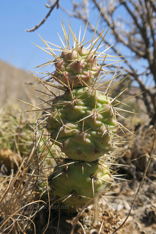 brittle prickly-pear cactus (Opuntia fragilis) [Painted Cove Trailhead, John Day Fossil Beds National Monument, Wheeler County, Oregon]