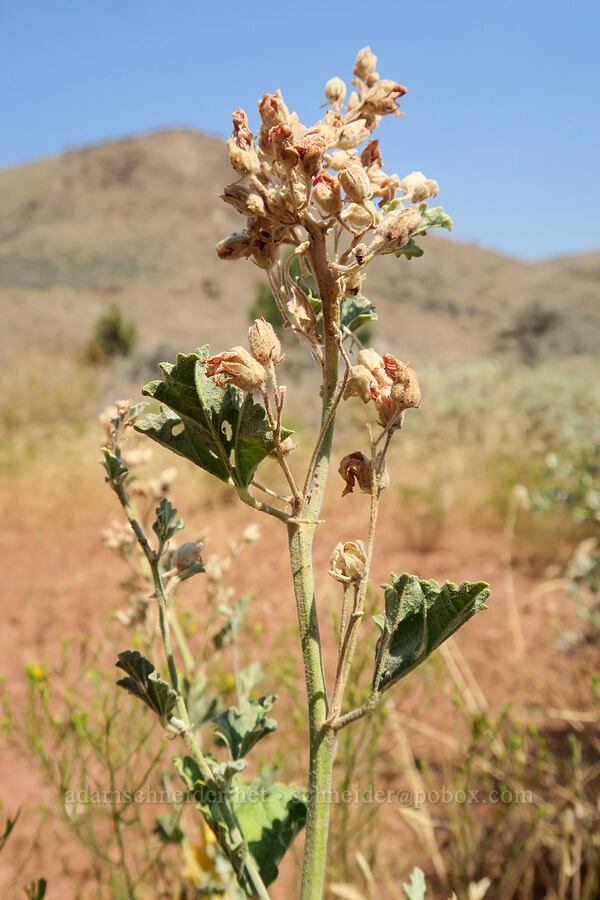 Munro's globe-mallow, going to seed (Sphaeralcea munroana) [Painted Cove Trailhead, John Day Fossil Beds National Monument, Wheeler County, Oregon]