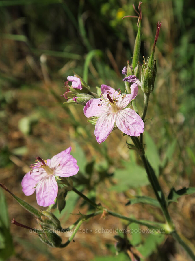 sticky geranium (Geranium viscosissimum) [Bandit Spring, Ochoco National Forest, Crook County, Oregon]