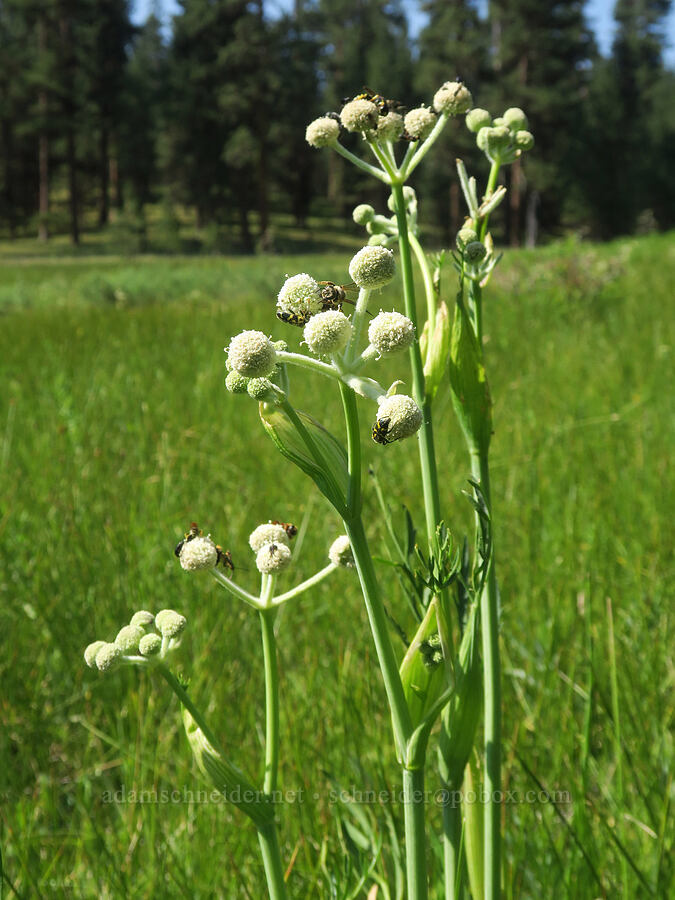 ranger's buttons & lots of insects (Sphenosciadium capitellatum (Angelica capitellata)) [Bandit Spring, Ochoco National Forest, Crook County, Oregon]